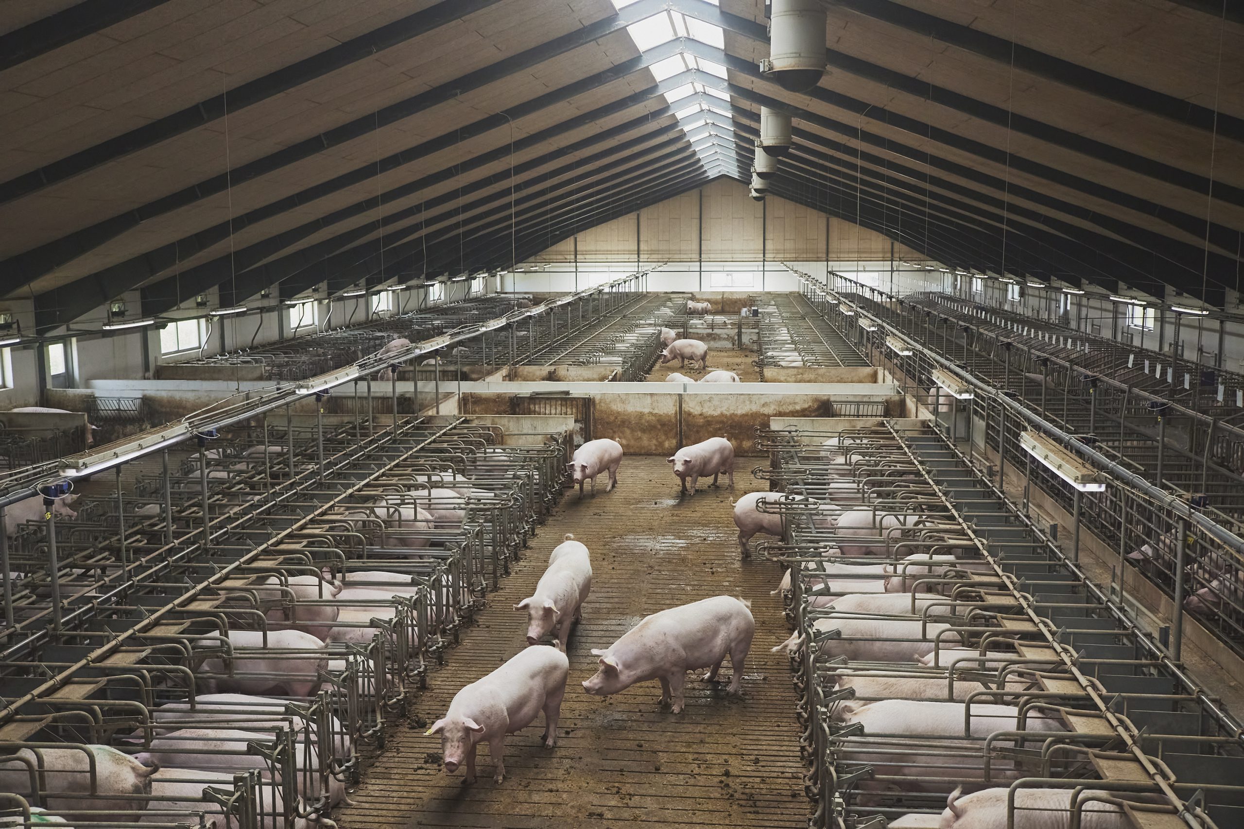 Biosecurity 2026: How to Obtain up to PLN 100,000 for Silos and Fences?